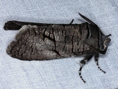 Culama anthracica