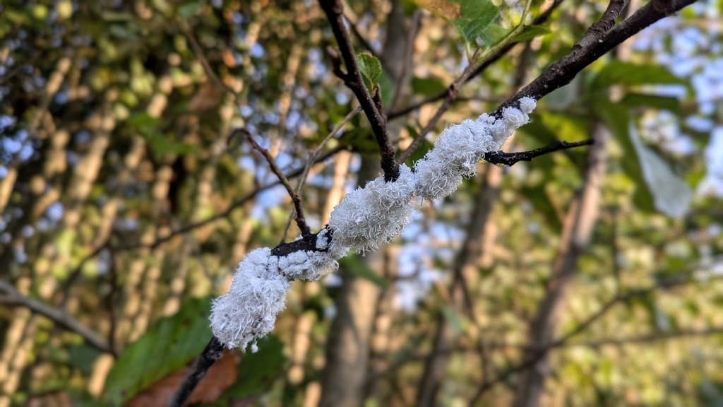 Woolly Alder Aphid