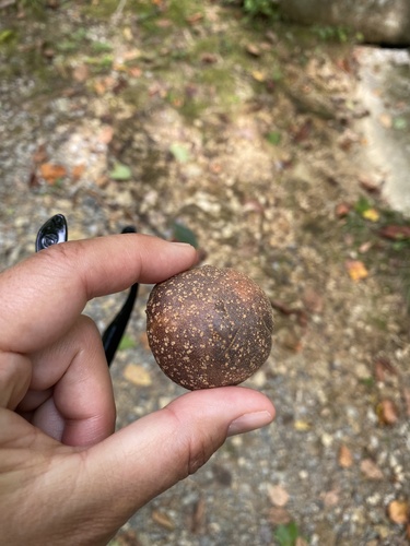 Image of Aesculus flava by no rights reserved
