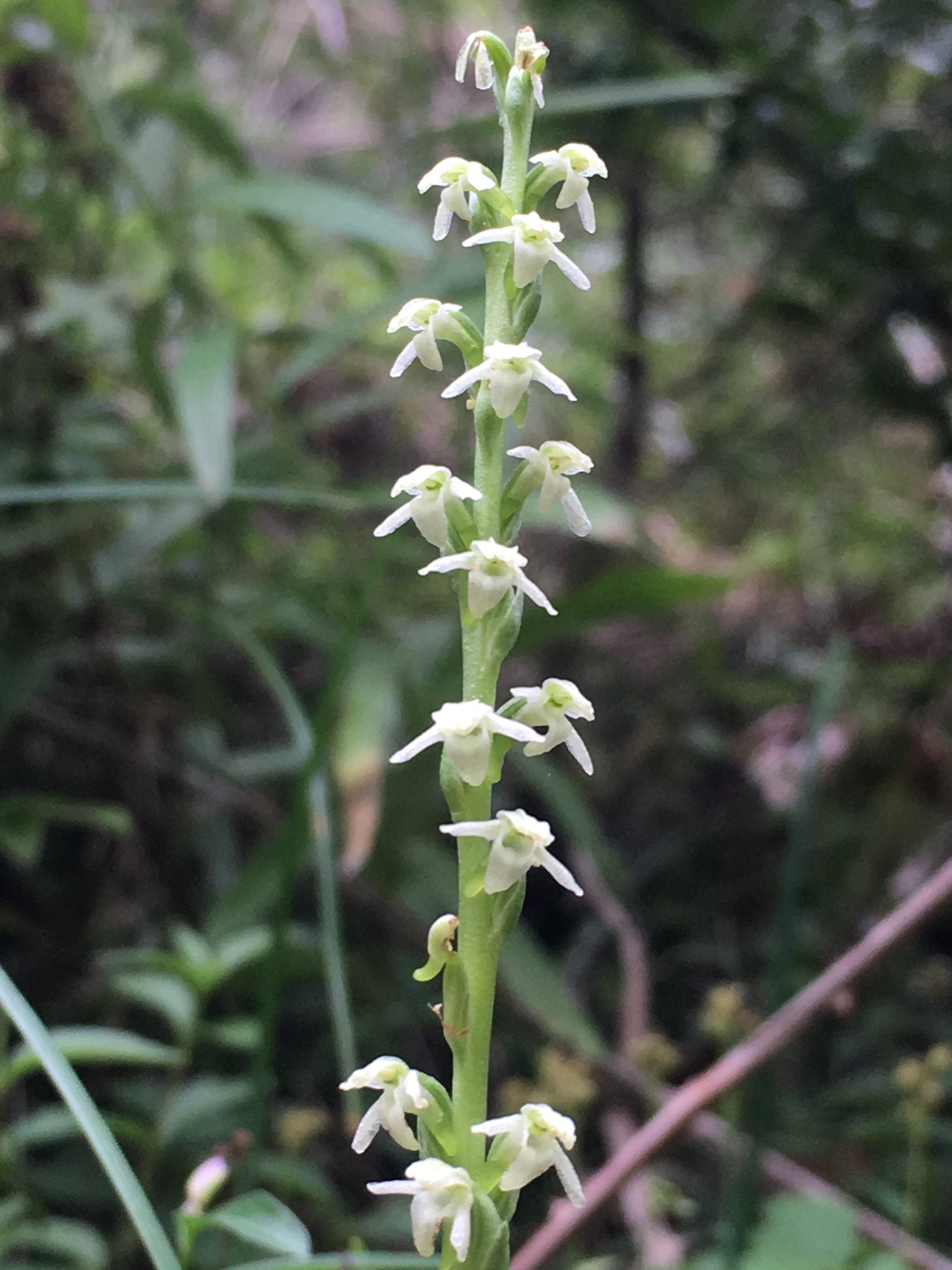 Platanthera ephemerantha