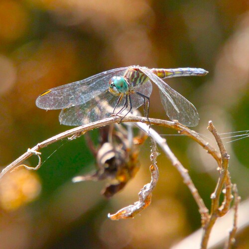 iNaturalist observation photo of Blue Dasher