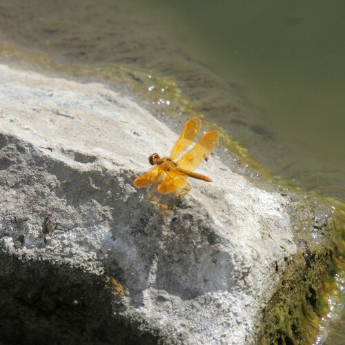 iNaturalist observation photo of Mexican Amberwing