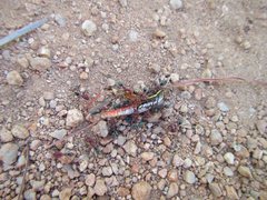 Iridomyrmex sanguineus