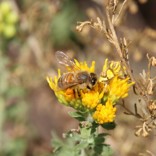 iNaturalist observation photo of Western Honey Bee