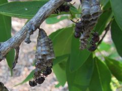 Ropalidia revolutionalis