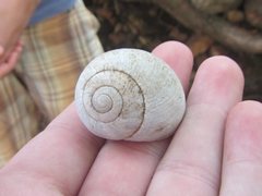 Xanthomelon distractum