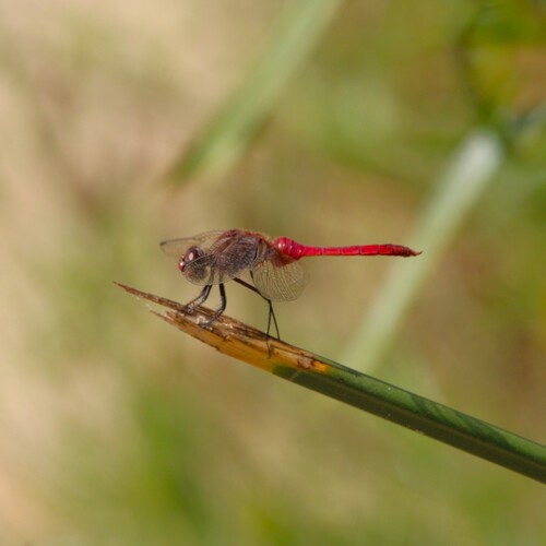 iNaturalist observation photo of Red-tailed Pennant