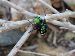 Amenia chrysame