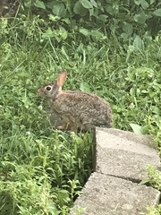 Sylvilagus floridanus