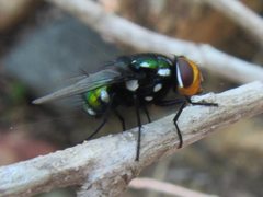Amenia chrysame