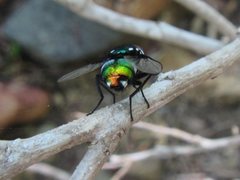 Amenia chrysame