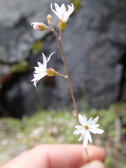 Lithophragma