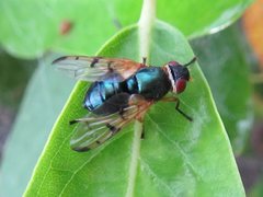 Lamprogaster imperialis