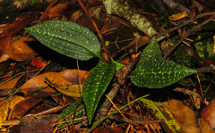 Goodyera