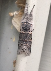 Furcula occidentalis