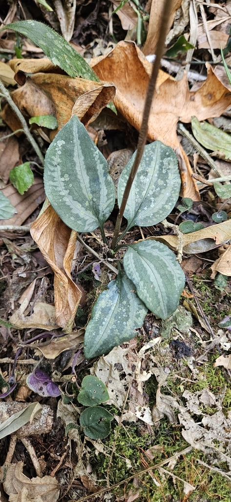 Cyclopogon chloroleucus