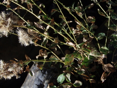 Ageratina occidentalis