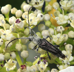 Anoplodera