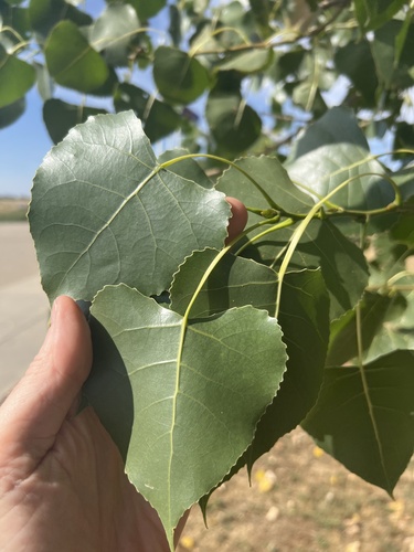 Eastern Cottonwood