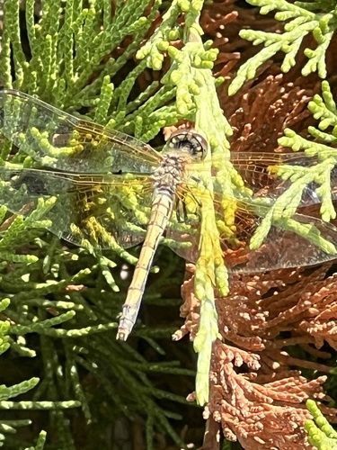 Band-winged Meadowhawk