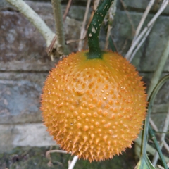 Momordica cochinchinensis