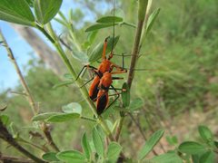 Poecilobdallus formosus