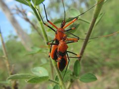 Poecilobdallus formosus