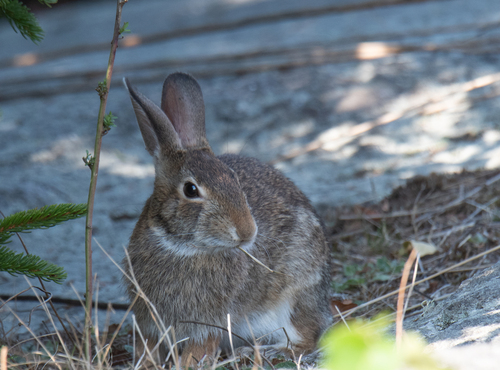 Eastern Cottontail photographed in New Hampshire