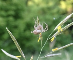 Larinia borealis