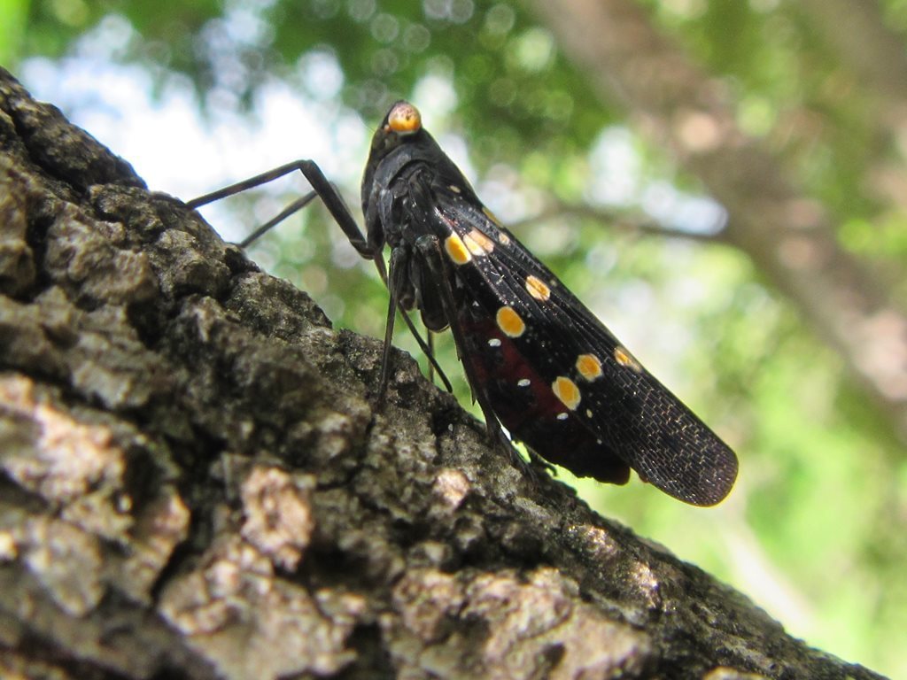 Desudaba danae