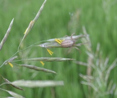 Larinia borealis