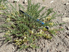 Astragalus lentiginosus semotus