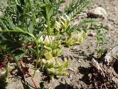 Astragalus lentiginosus semotus