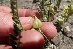 Astragalus lentiginosus semotus