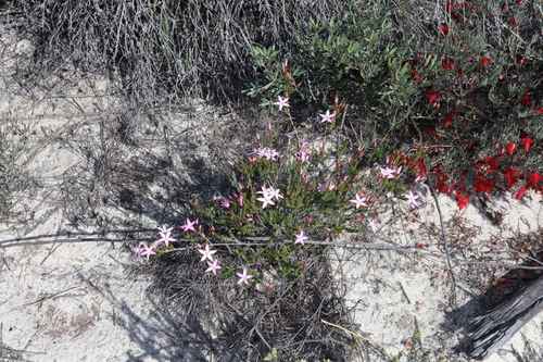 Image of Calytrix duplistipulata by (c) Thomas Mesaglio, some rights reserved (CC BY)