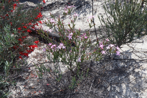Image of Calytrix duplistipulata by (c) Thomas Mesaglio, some rights reserved (CC BY)
