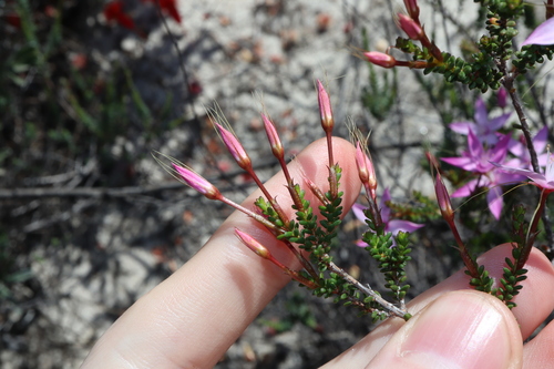 Image of Calytrix duplistipulata by (c) Thomas Mesaglio, some rights reserved (CC BY)