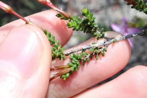 Image of Calytrix duplistipulata by (c) Thomas Mesaglio, some rights reserved (CC BY)