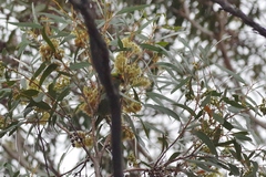 Parvipsitta porphyrocephala