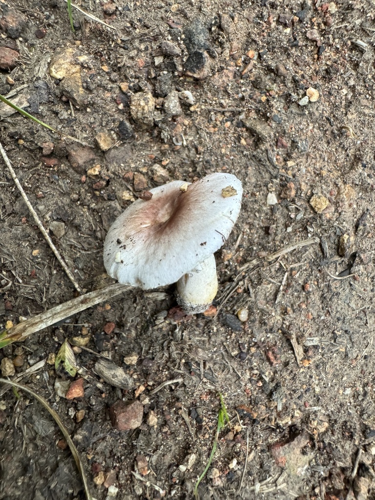 Agaricus sp. 'AR01'