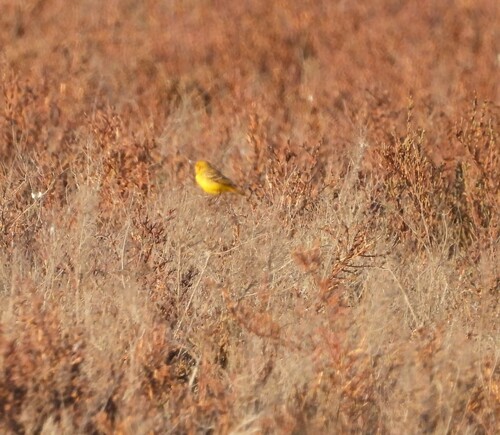 Yellow Chat (Epthianura crocea), photo 4