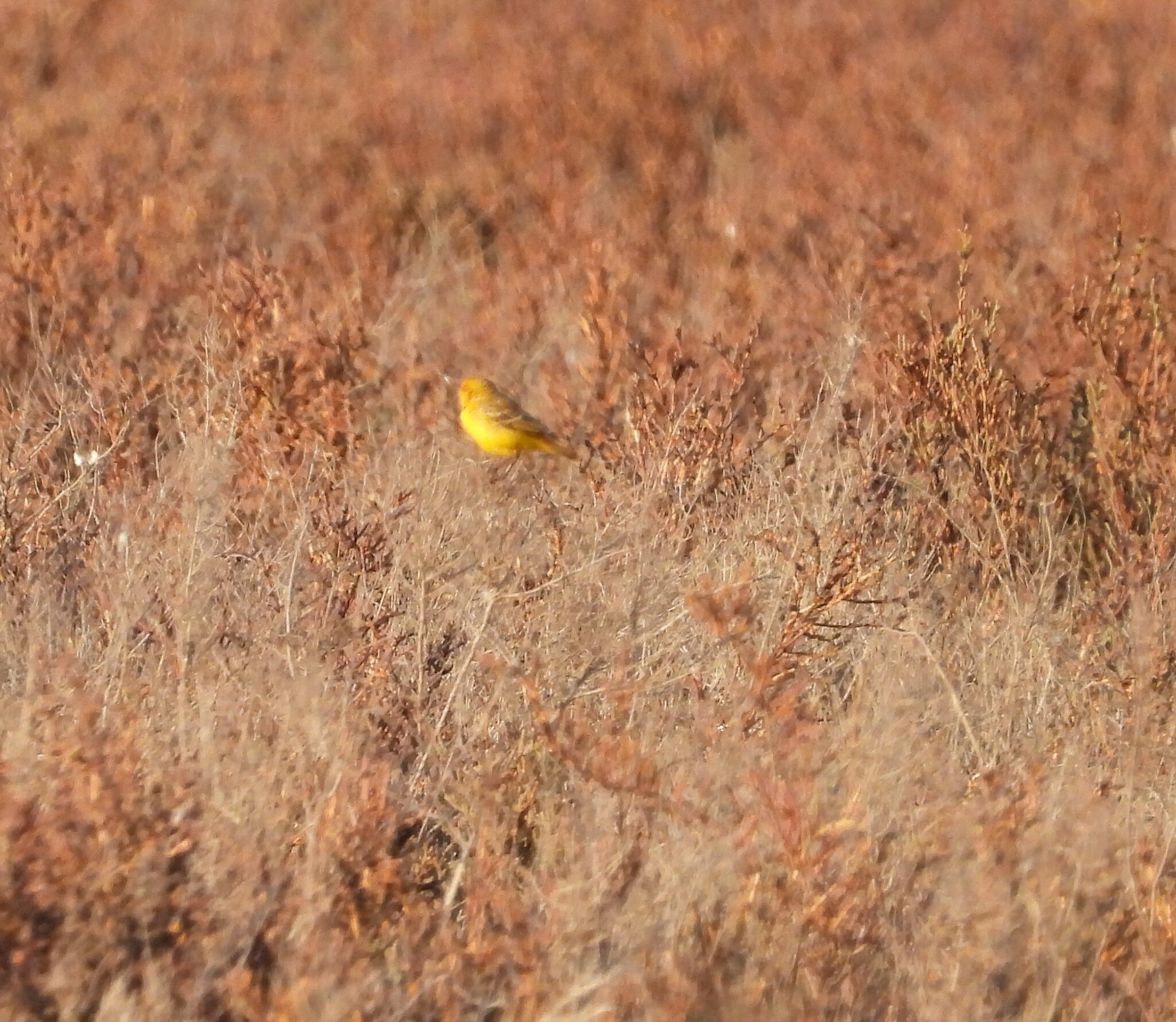 Yellow Chat (Epthianura crocea), photo 4