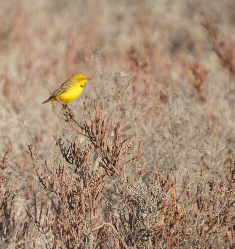 Yellow Chat (Epthianura crocea), photo 3