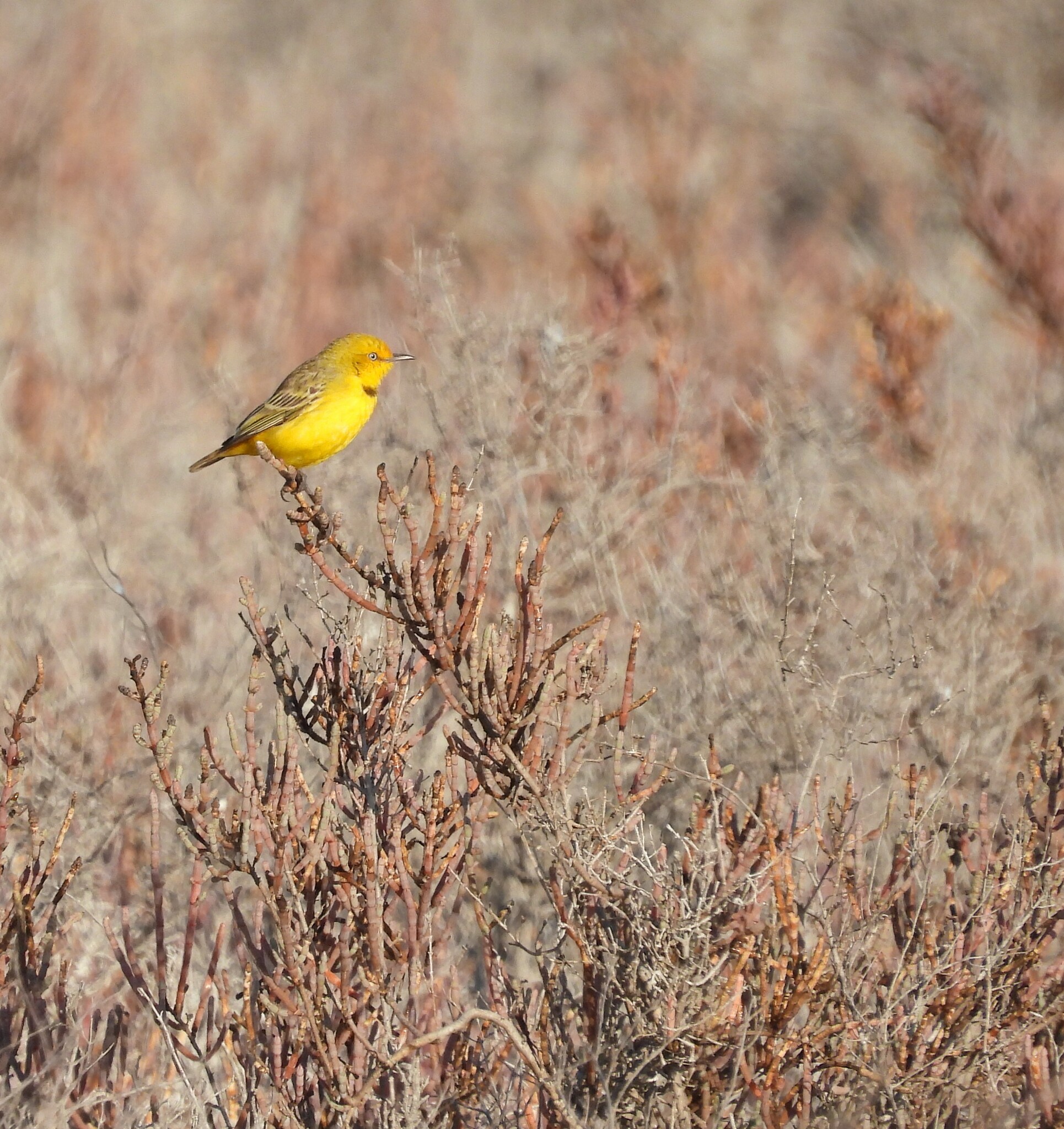 Yellow Chat (Epthianura crocea), photo 3