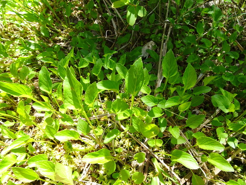 Viola sublanceolata