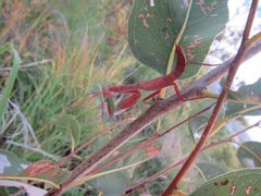 Sphodropoda quinquedens