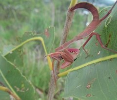 Sphodropoda quinquedens