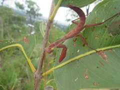 Sphodropoda quinquedens