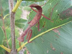 Sphodropoda quinquedens