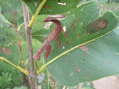 Sphodropoda quinquedens